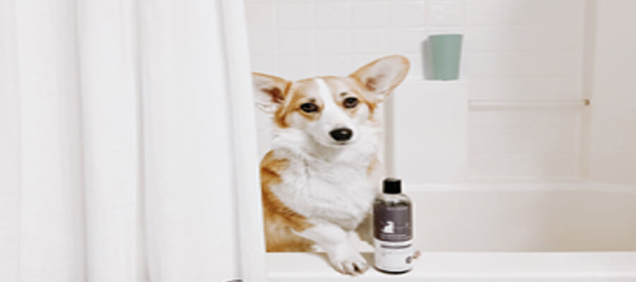 Grooming Tips for Dogs That Hate Baths